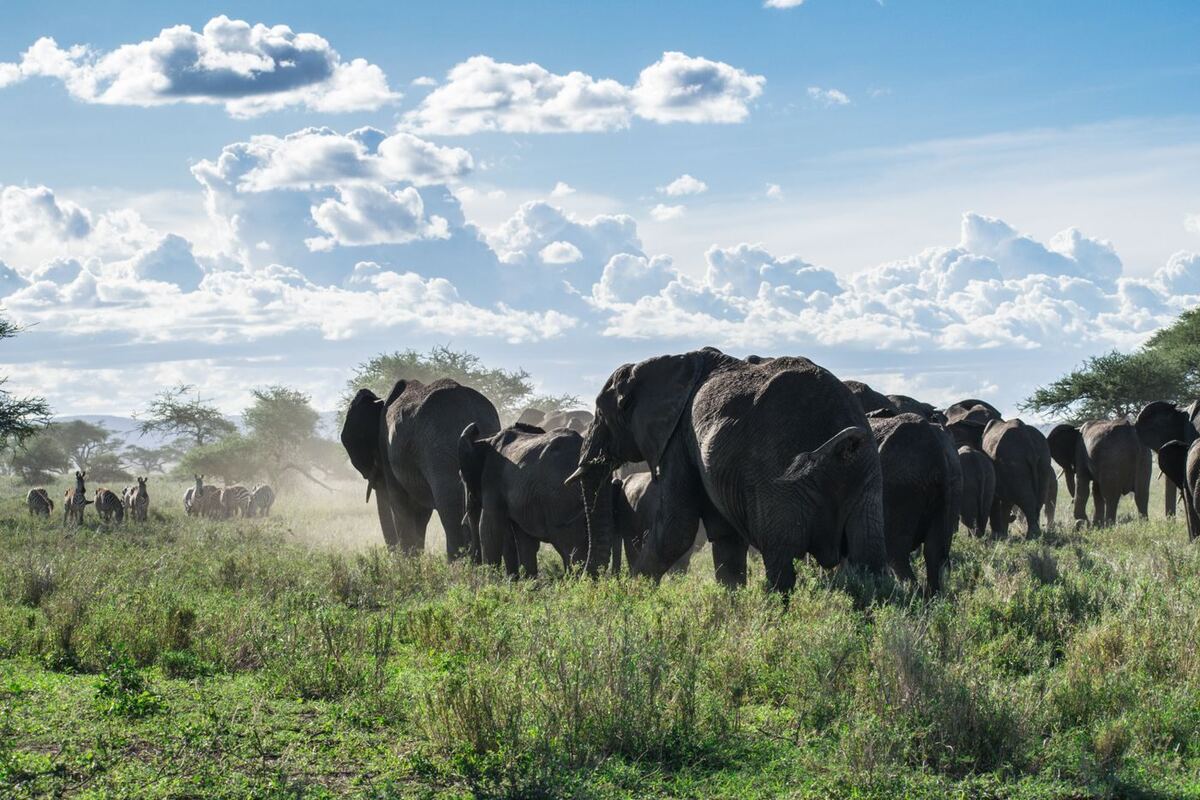 Utalii na Safari: Rasilimali Inayodumu Zaidi ya Tanzania